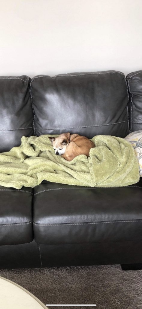 megstalter's tweet image. Pic of her resting peacefully on a strangers couch as I sob honestly next time stay there