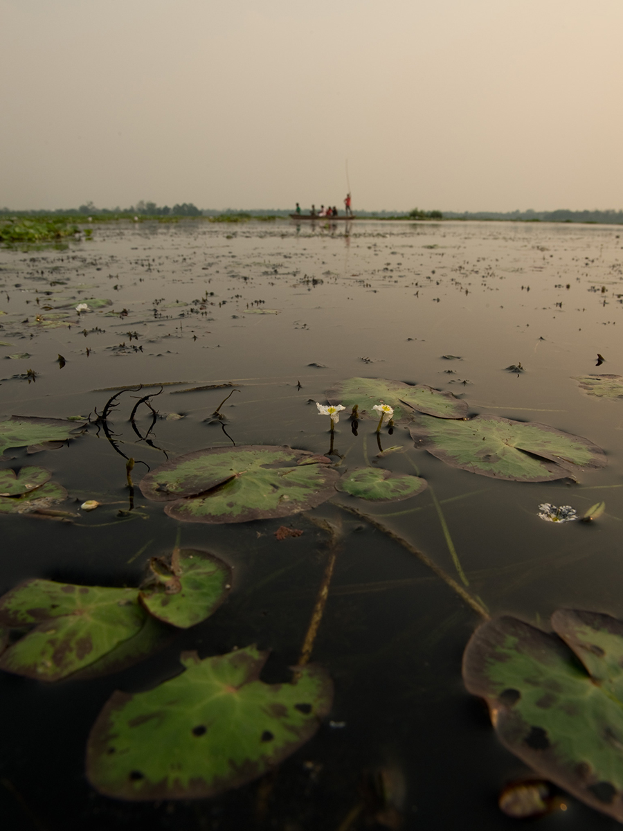 AratiKumarRao's tweet photo. #Maguri Beel in quieter times. It burns with #oil now, thanks to #OILIndiaLimited's #BaghjanOilField 

#Wetlands are treasures &amp; we squander them without a second thought. Even our language doesn't spare them (Drain the swamp!). 

It comes back to bite us in innumerable ways. https://t.co/pXGZyTWe43