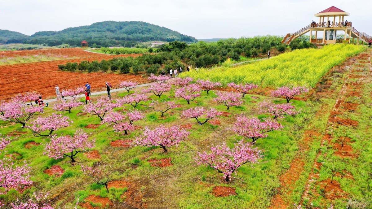 Ecofriendly peach orchards east China’s Jiangsu province money