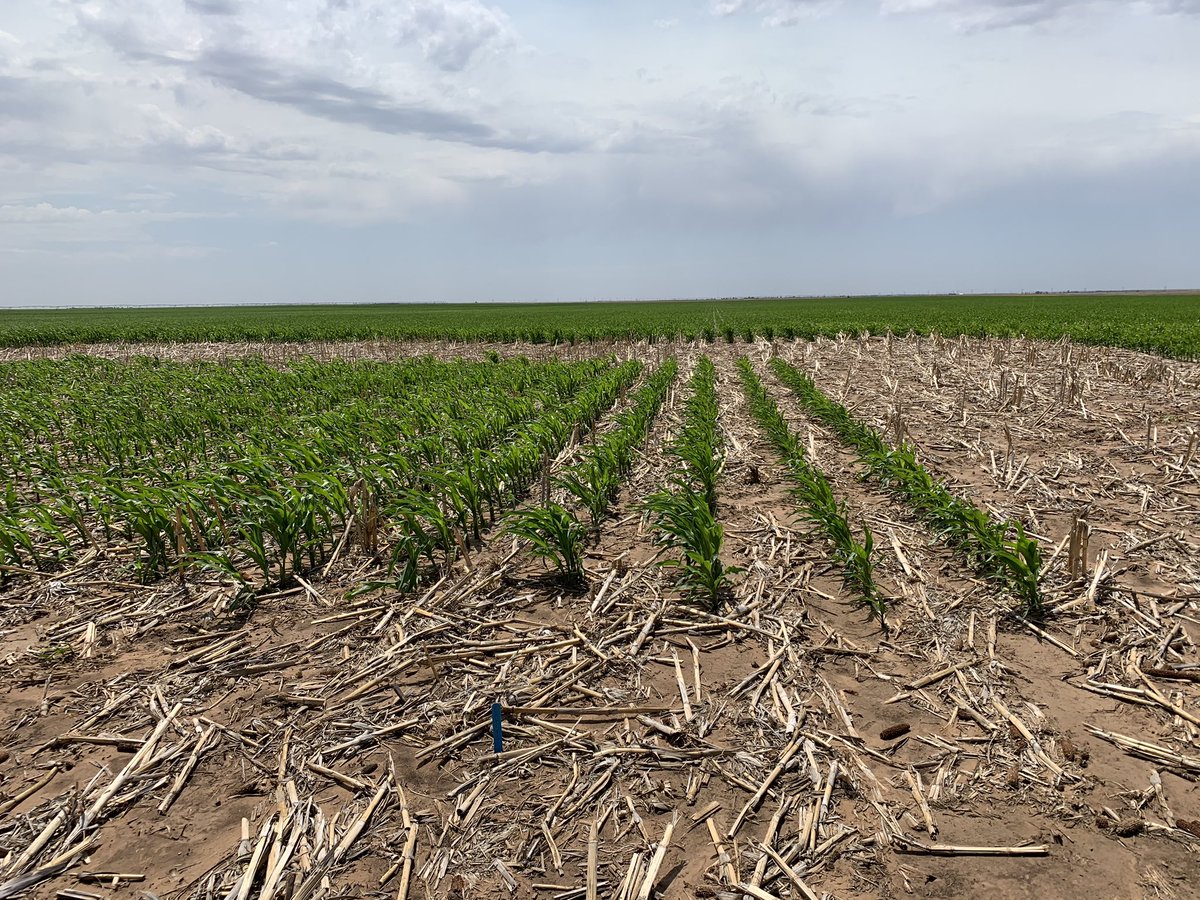 joni_blount's tweet image. Root worms don’t stand a chance in this trial, can’t wait to see how the mighty fall #SSPRO #cornoncornoncorn