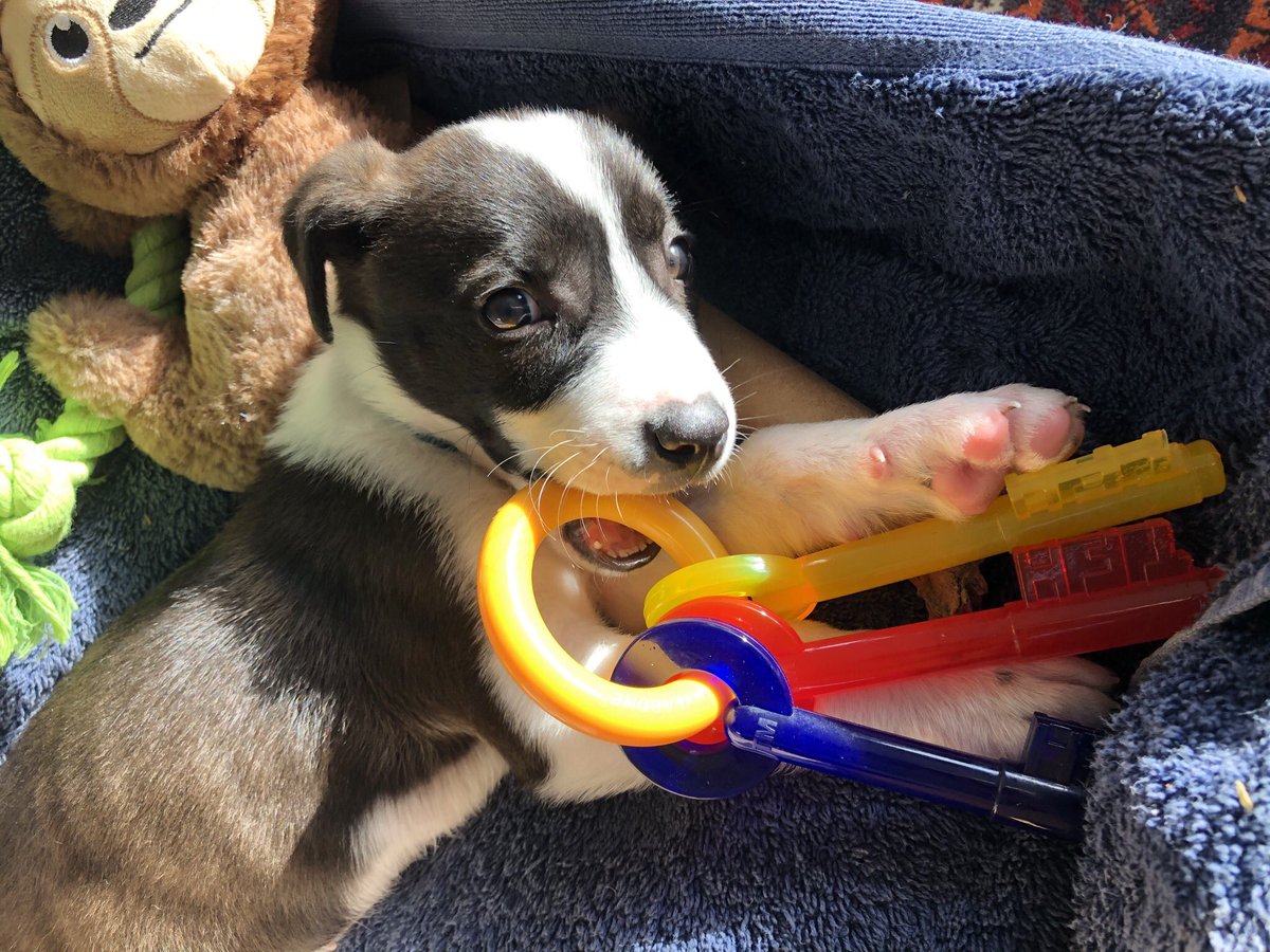 judyofcare's tweet photo. I get all the keys mwahaha #hackerdog #Toto #infosecpuppy https://t.co/JQJyrJooH6