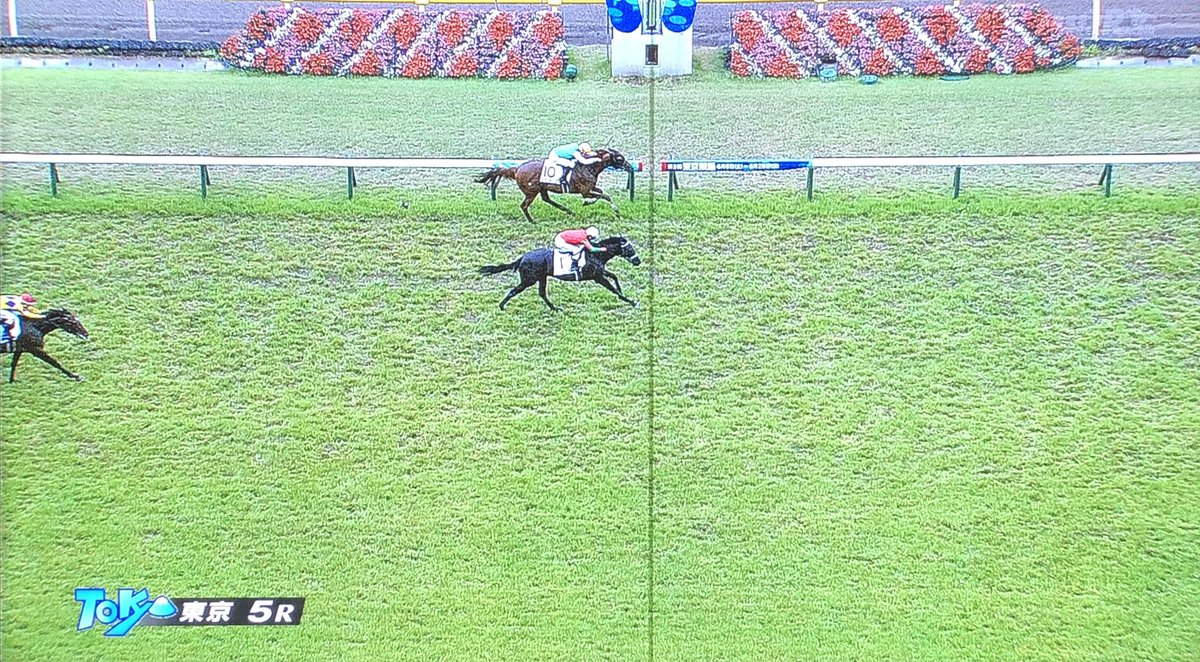 O Xrhsths しろうま厩舎 Sto Twitter パドックでカメラ目線うんこ見せつけて1着とか サトノゴールド以来の新馬戦1着とか約一年ぶりだぞ ユーバーレーベン ゴールドシップ産駒