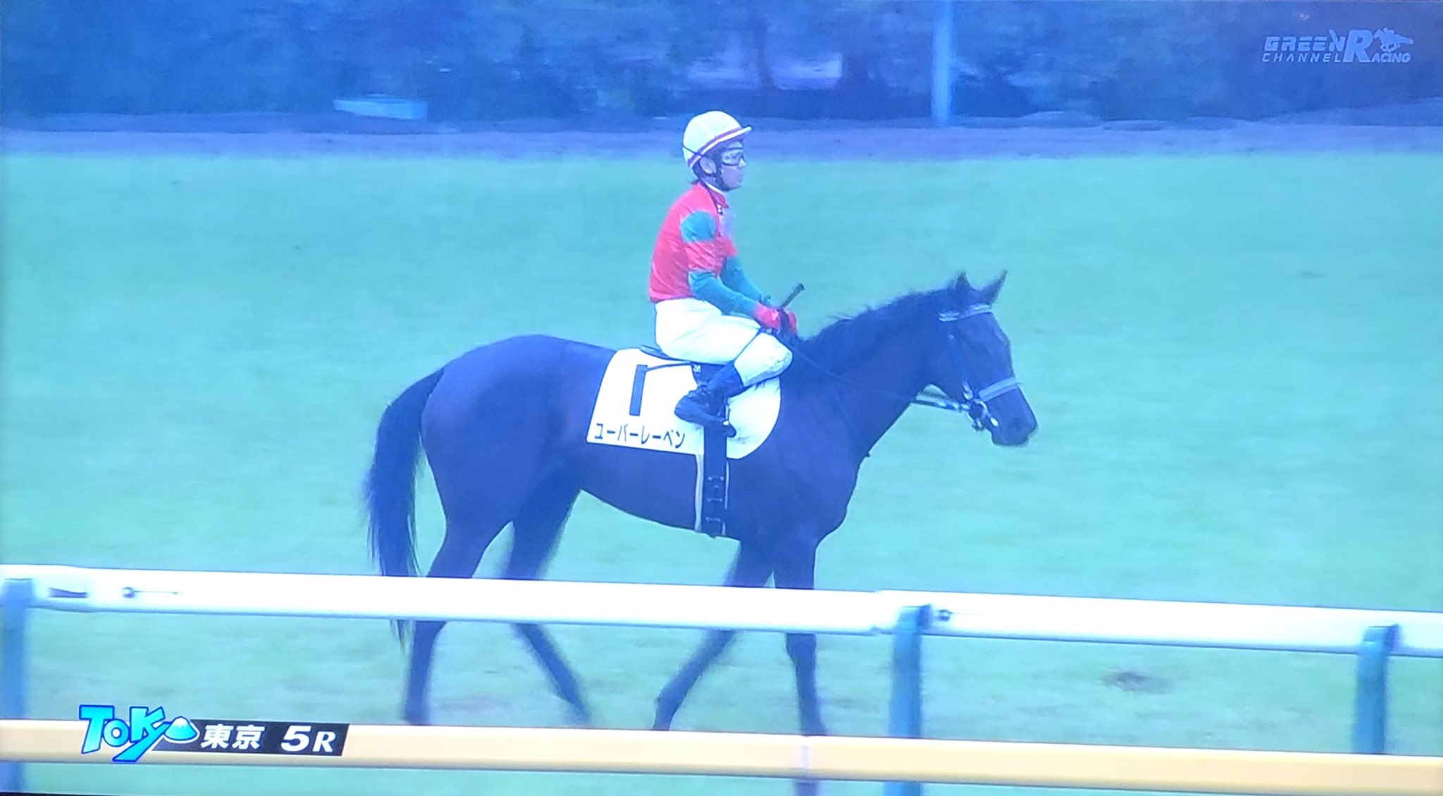 O Xrhsths しろうま厩舎 Sto Twitter パドックでカメラ目線うんこ見せつけて1着とか サトノゴールド以来の新馬戦1着とか約一年ぶりだぞ ユーバーレーベン ゴールドシップ産駒