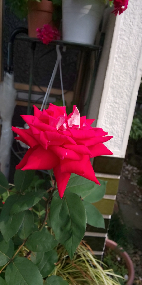 yataritomo's tweet photo. これで、どうかな少し編集してみました。😂 https://t.co/EKS9l2GTL7