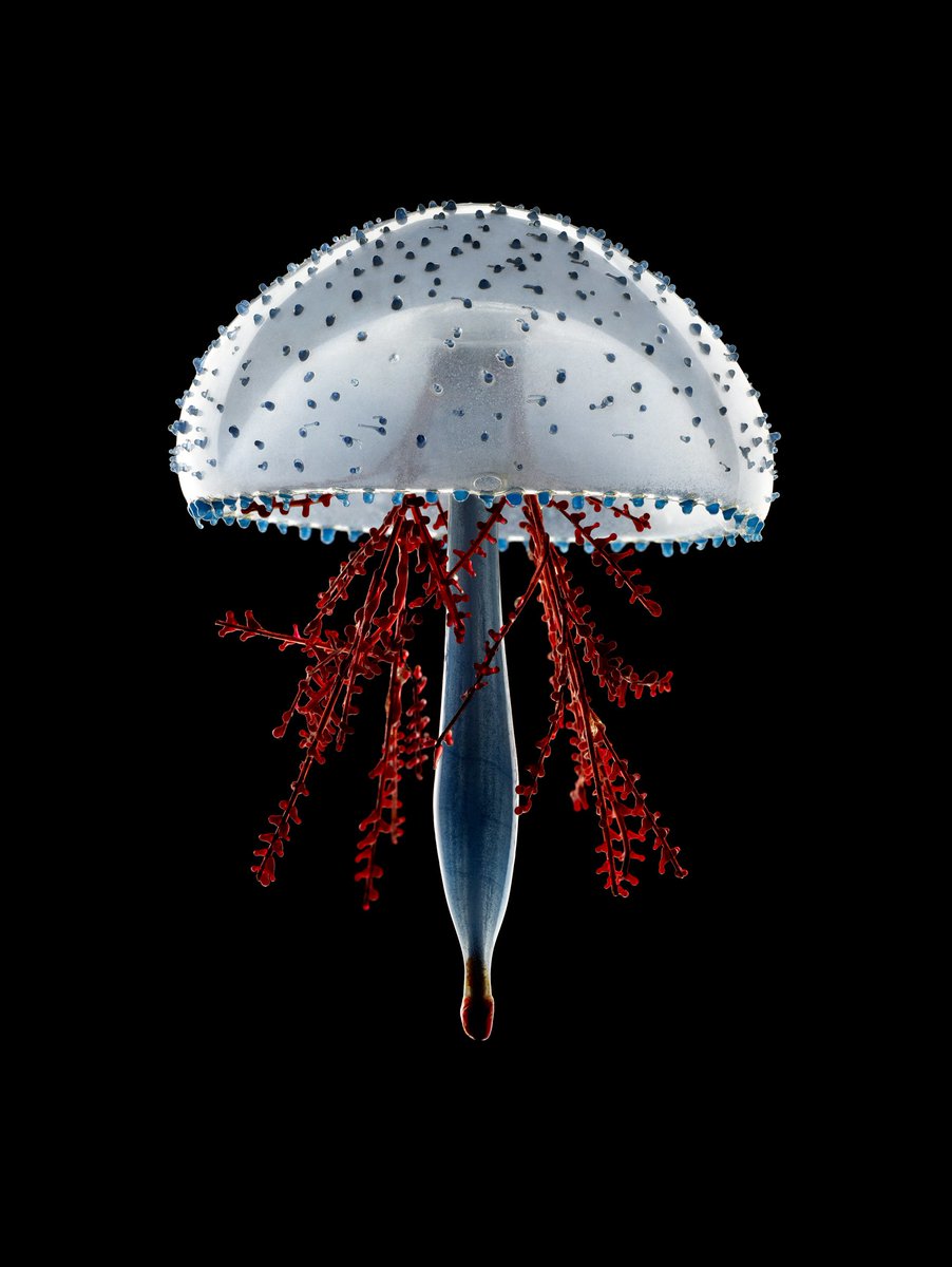 WIRED's tweet photo. This isn't a jellyfish, it's a glass sculpture crafted by 19th century father-and-son glassworkers Leopold and Rudolf Blaschka. They didn't teach anyone their techniques and when the son died, so did that knowledge. See more of their incredible work here: https://t.co/G0cVGkoEqC https://t.co/fwehFjKQEL