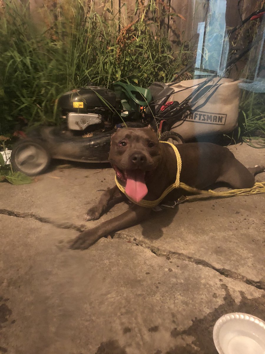 yvonnehoang's tweet photo. FOUND DOG. Anybody missing their big boy? Found him around the Quail Lakes area. Please RT so we can find the owners. https://t.co/GzIK6nuPig