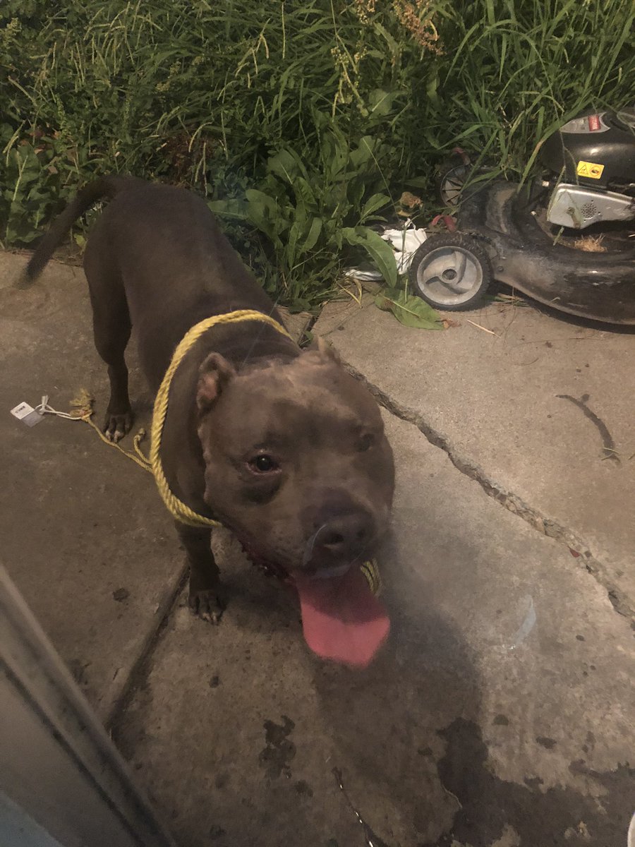 yvonnehoang's tweet photo. FOUND DOG. Anybody missing their big boy? Found him around the Quail Lakes area. Please RT so we can find the owners. https://t.co/GzIK6nuPig