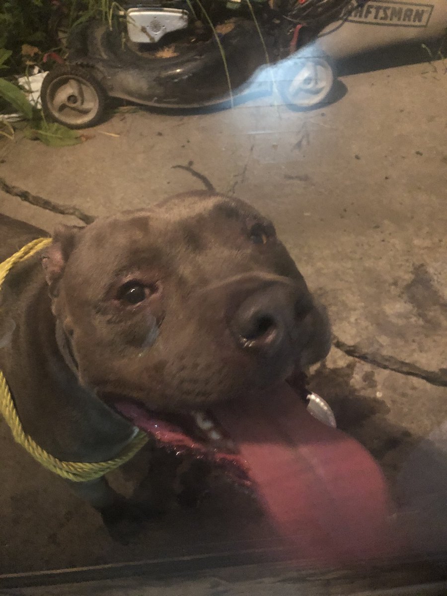 yvonnehoang's tweet photo. FOUND DOG. Anybody missing their big boy? Found him around the Quail Lakes area. Please RT so we can find the owners. https://t.co/GzIK6nuPig