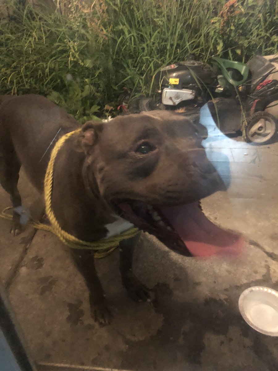 yvonnehoang's tweet photo. FOUND DOG. Anybody missing their big boy? Found him around the Quail Lakes area. Please RT so we can find the owners. https://t.co/GzIK6nuPig