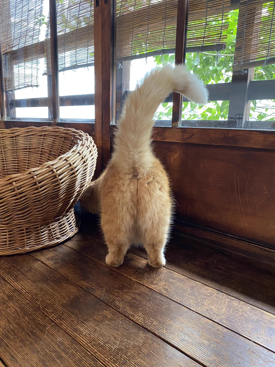【どうぞお納めください】フワフワな猫のプリけつが貴重すぎ