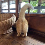 【どうぞお納めください】フワフワな猫のプリけつが貴重すぎ