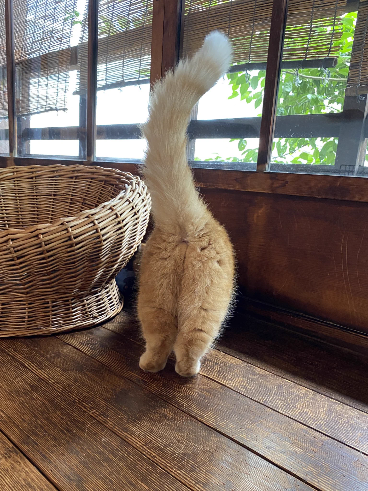 【どうぞお納めください】フワフワな猫のプリけつが貴重すぎ