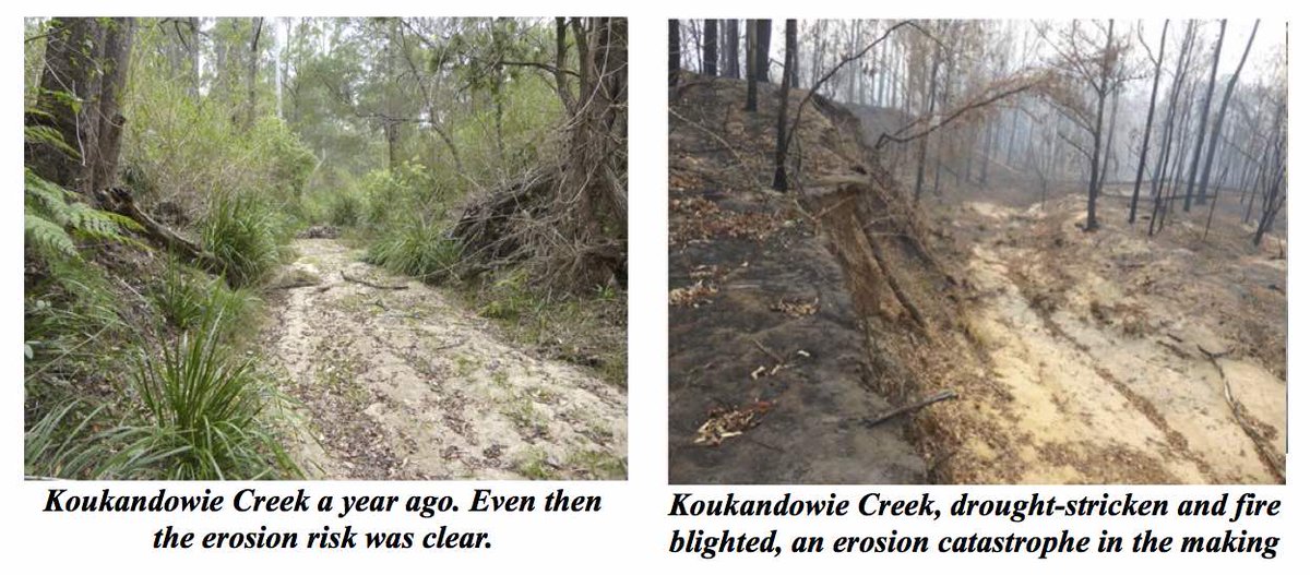 cecenviro's tweet photo. CEC's Summer Newsletter 2020
https://t.co/pDWdGGCcaq 
#bushfirecrisis #bushregeneration #BlueberryFarming #plasticpollution https://t.co/Hbh3rE3bTU