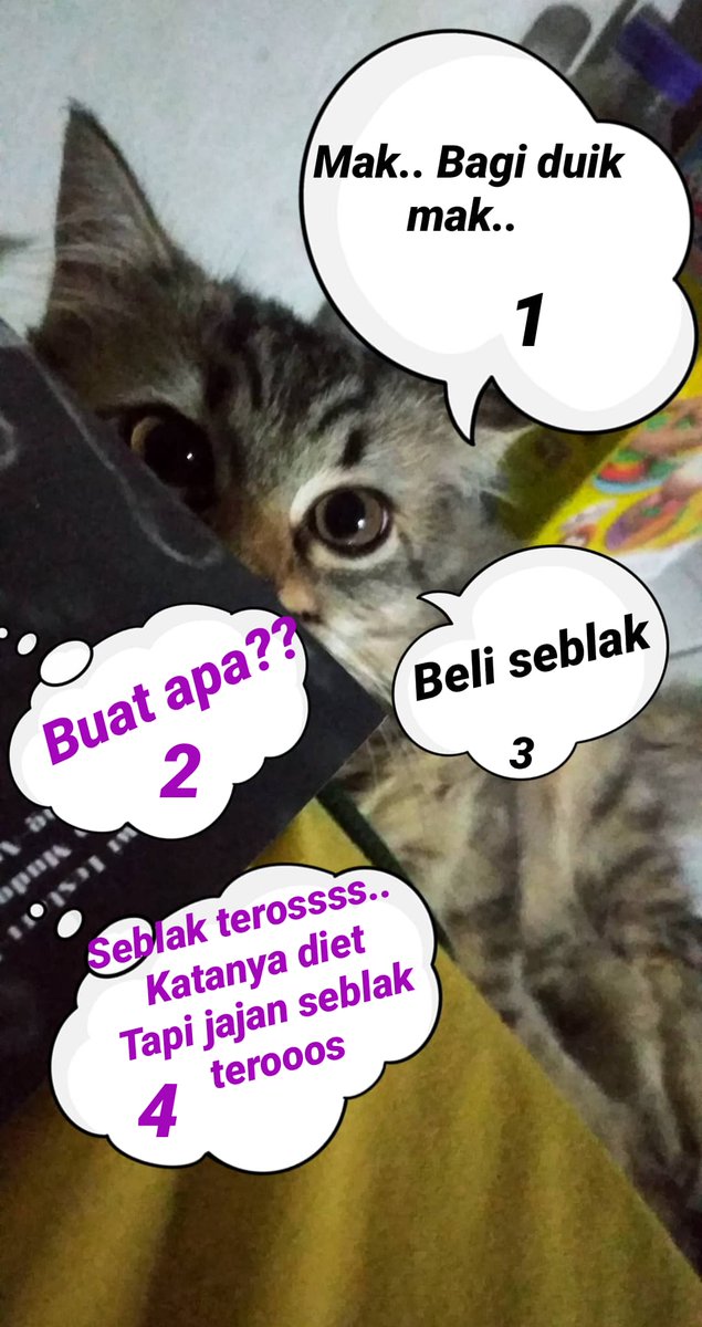 ndaroe6789's tweet photo. Diet cing dieett... 
#kucinghappy 
#minggupagi 
#MingguRebahan 
#kucinglover
#catlovers https://t.co/n5HRroqJtP