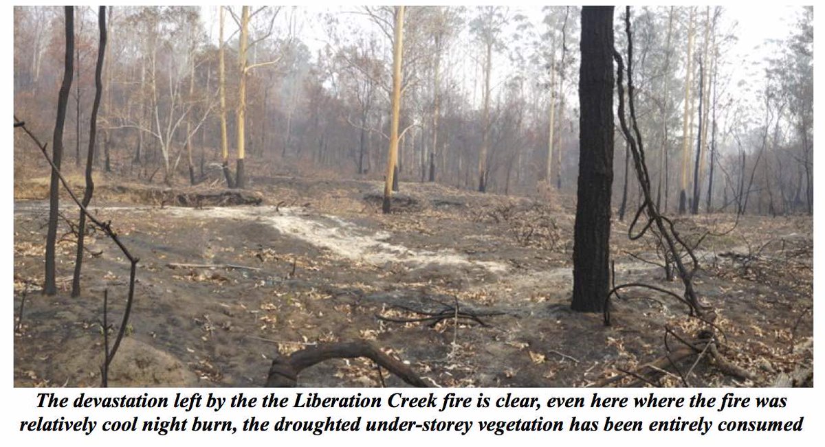 cecenviro's tweet photo. CEC's Summer Newsletter 2020
https://t.co/pDWdGGCcaq 
#bushfirecrisis #bushregeneration #BlueberryFarming #plasticpollution https://t.co/Hbh3rE3bTU