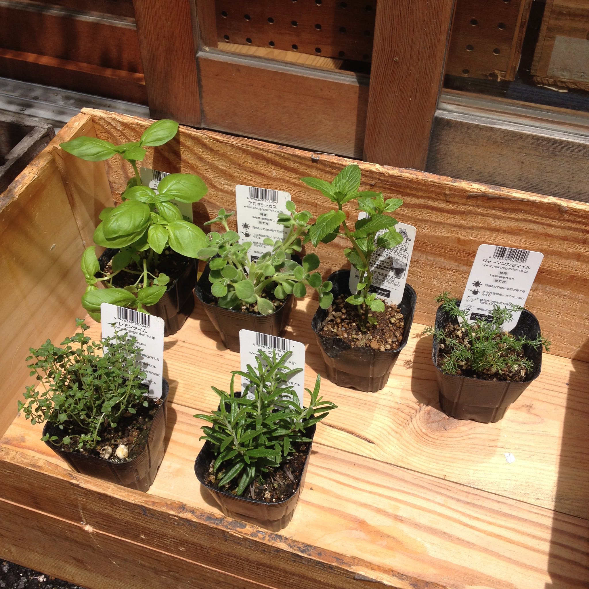 文鳥堂 古本専門書店 旧一色文庫 今日はハーブをホームセンター コーナン で買って来て お店の前に置いたんですけど 直射日光が強くて苦しくないかなあと気になって 仕事が手につきません