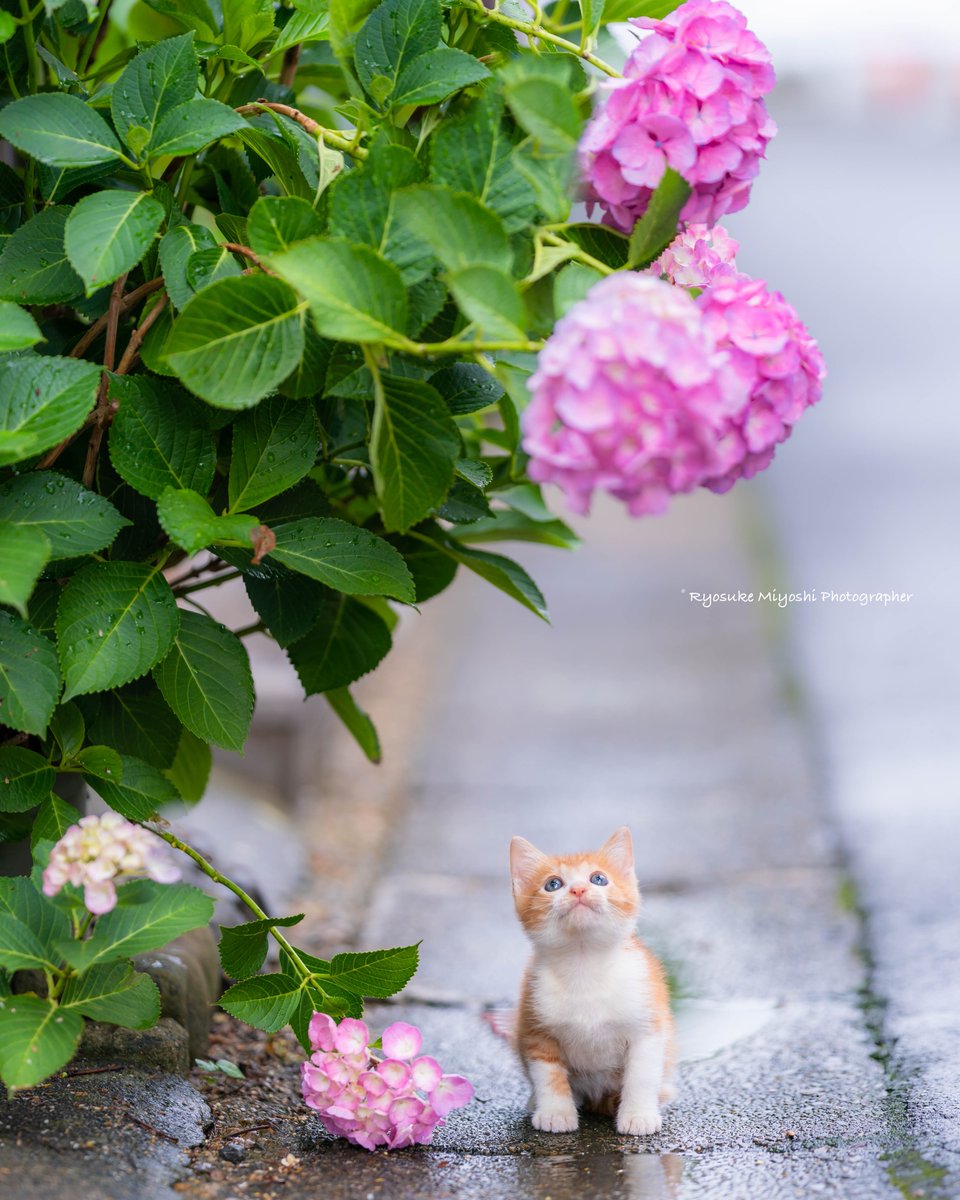 Ryostory1124 保護猫写真家 雨上がり 東京カメラ部 紫陽花 アジサイ 子猫 仔猫 こねこ ネコ ねこ