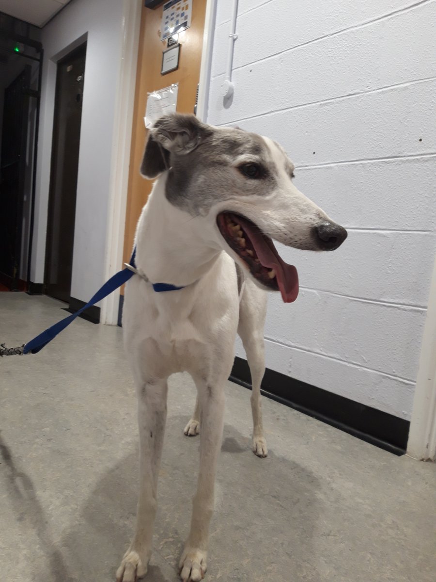 NWPolice's tweet photo. Is this your dog?
He is safely in custody at Rhyl Police Station having been found wandering by police on the A525 at Rhuddlan.  On his best behaviour, he has been granted bail and is now ready to be collected by his rightful owner.  Incd Y084778 refers. https://t.co/hqOYYT9ZQg