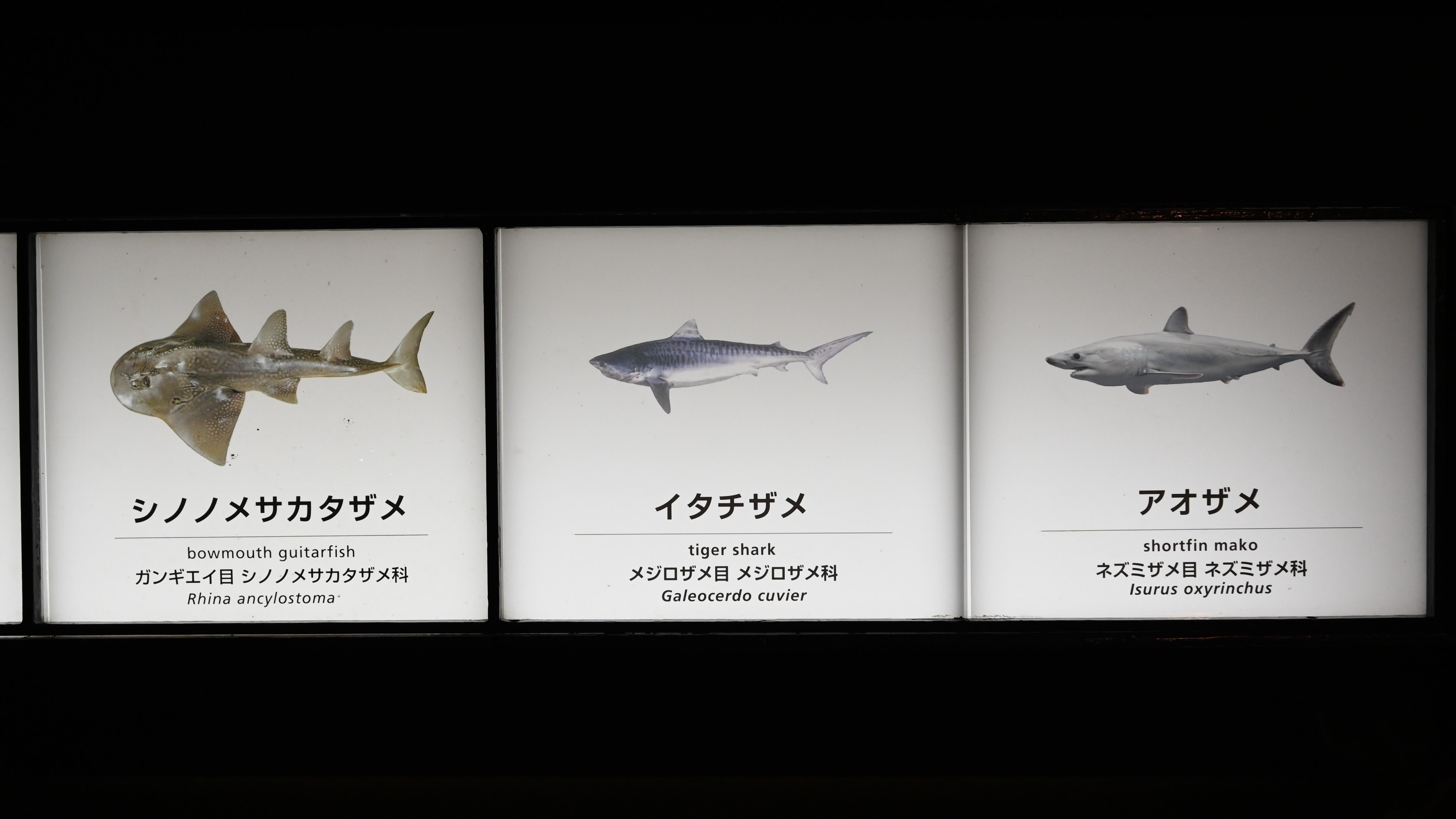 空白寺 M8ejlpcerpfgm6d グイグイ泳ぐ外洋性のサメなので水槽にぶつかり続けて衰弱してしまうようですね まっすぐ泳ぎ続けることができる環境でないと長期飼育は難しそうです 同じような性質のヨシキリザメが仙台うみの杜水族館の円形水槽で長期飼育