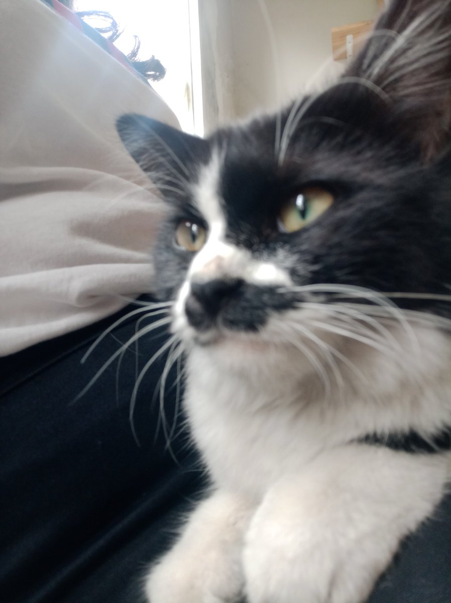 Kucing2ankeren's tweet photo. Kucing ngipok is back with mbak mun sikocing yg suka disayang @escapeescape__ https://t.co/9BOSWt4WYX