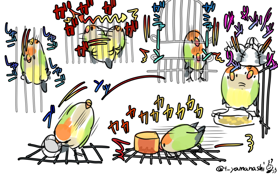 なんていうかコザクラインコこういう生き物なんで 四枚目は飼い主の髪の毛で羽毛乾かしに来る図 