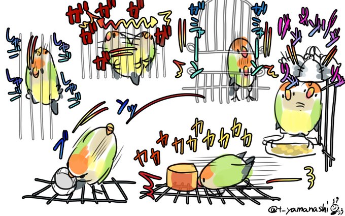 なんていうかコザクラインコこういう生き物なんで 四枚目は飼い主の髪の毛で羽毛乾かしに来る図 