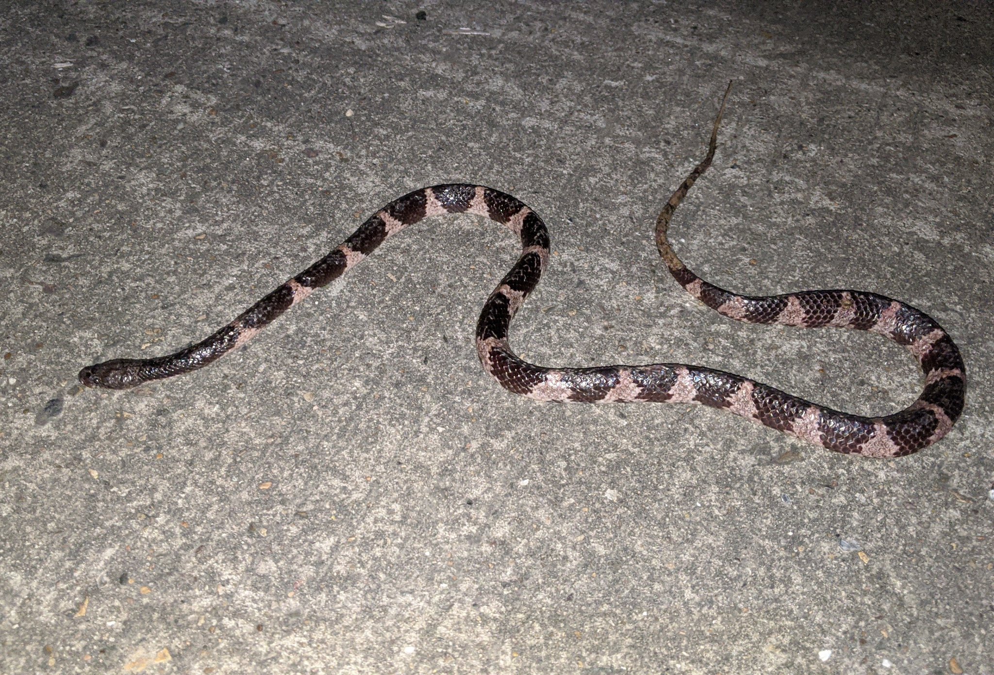 Krisy 猛毒のアマガサヘビ 無毒のフッケンオオカミヘビ T Co 45l2qg02fg Twitter