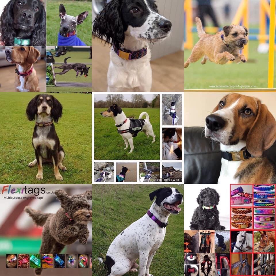Flexitags's tweet photo. Does your pet wear a tag on their collar or harness ? Do you have the correct information on it.Tags start at £7.45  and are available in three sizes which includes free U.K. https://t.co/ow41zbcA0a order visit https://t.co/RvH2y6EWM9   
#puppy 
#puppylove 
#dogsoftwitter https://t.co/eN09QPmrNw