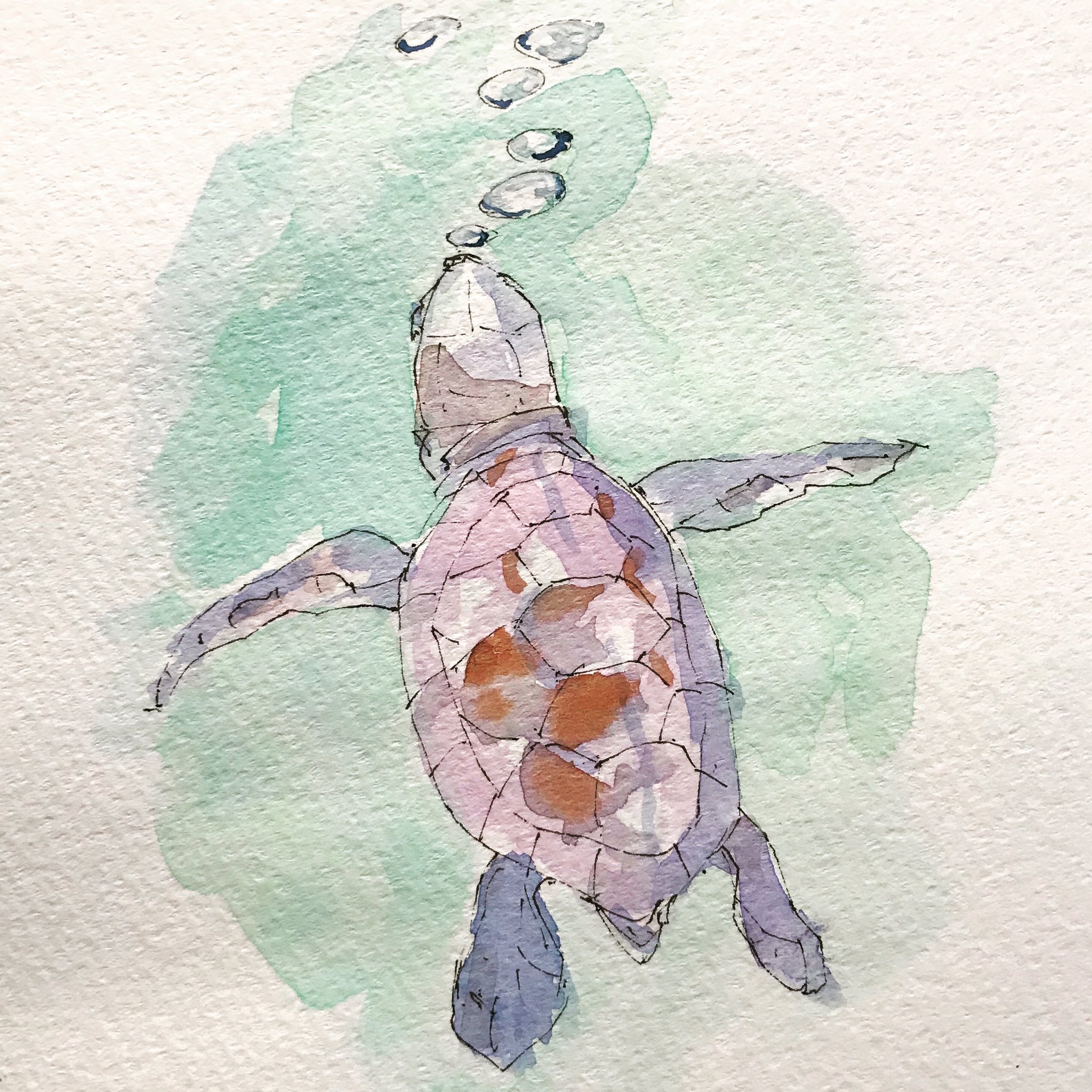 Manymanyhorses ウミガメの子供です 水彩画 透明水彩 Watercolor Sketch Sketchbook イラスト スケッチ Frog カエル Tortoise Turtle 陸亀 リクガメ 亀 爬虫類 Doodle ウミガメ Seaturtle T Co T11g8gfvzu