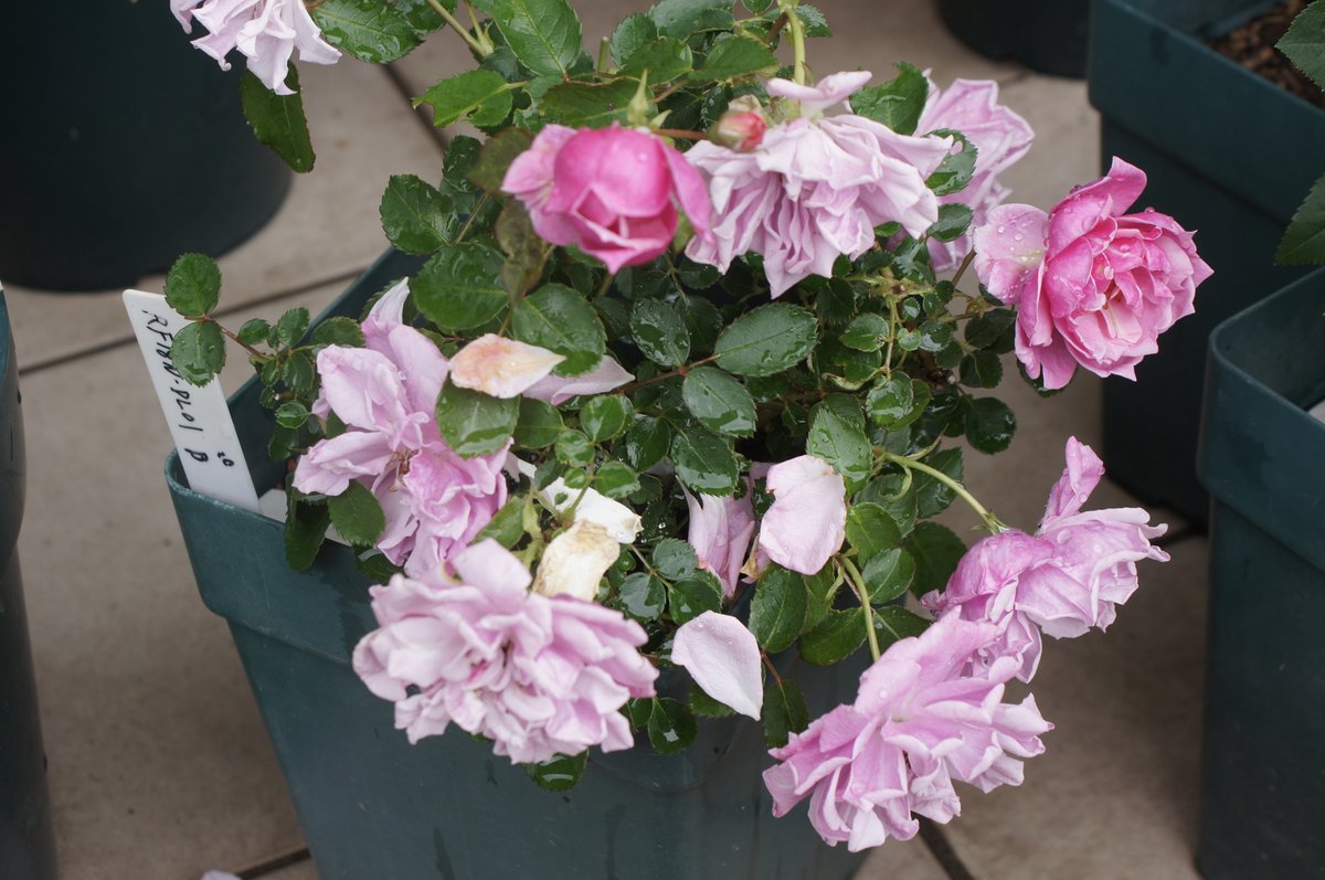 公式 Crucifix Japan Crucifix Japan Twitter