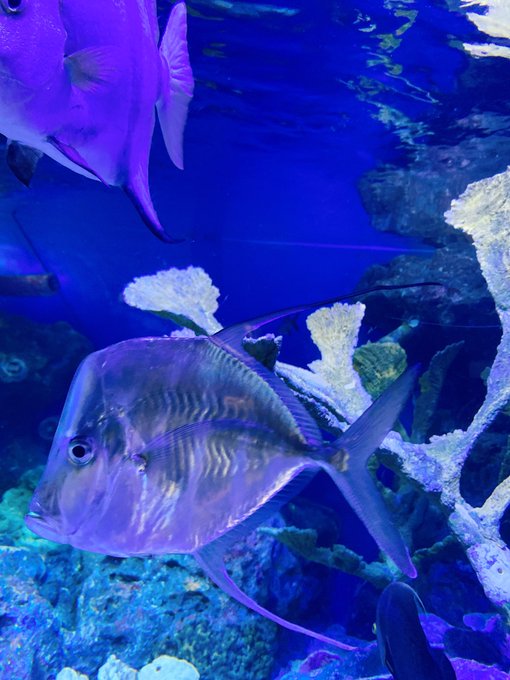 サンシャイン水族館のtwitterイラスト検索結果 古い順