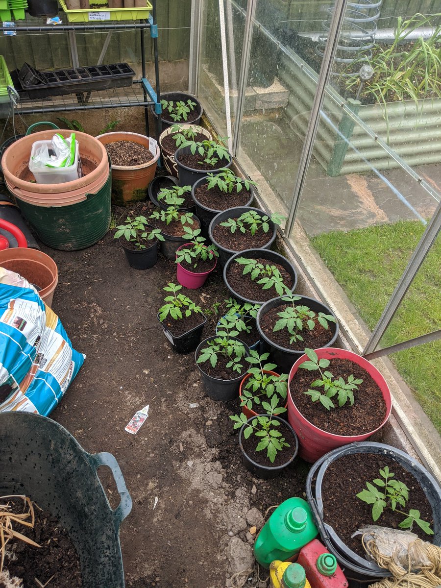 dansallotment's tweet photo. Despite having a week off work I've not made it to the plot due to heavy rain every time I've got chance, including right now, I have managed to sort out lots of tomato and pepper plants in the greenhouse though. #allotment #GrowYourOwnFood https://t.co/SMok6nETnW