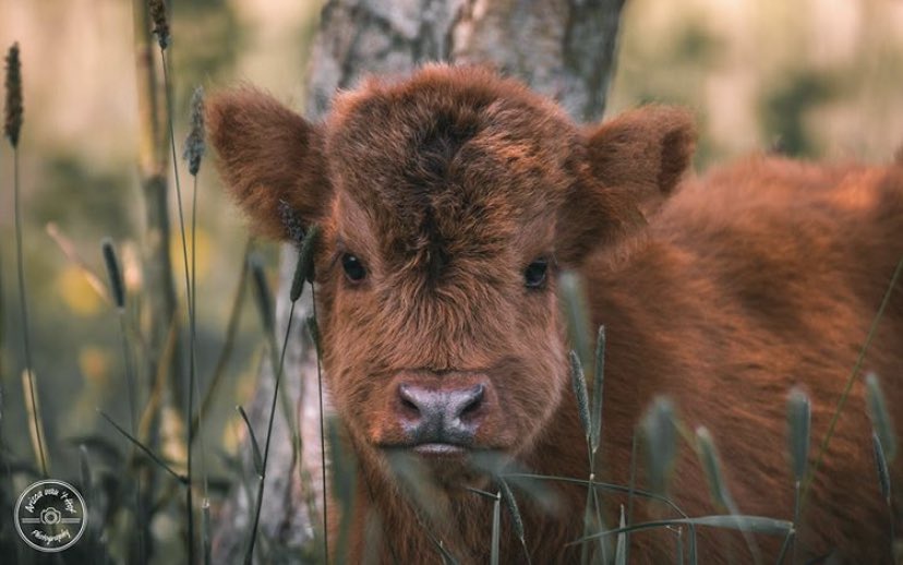 CowoftheDay1's tweet photo. 📅 14th June 2020
🏷 Instagram/arisca_photography
💕 #animaloftheday https://t.co/LnUzf7dXyh
