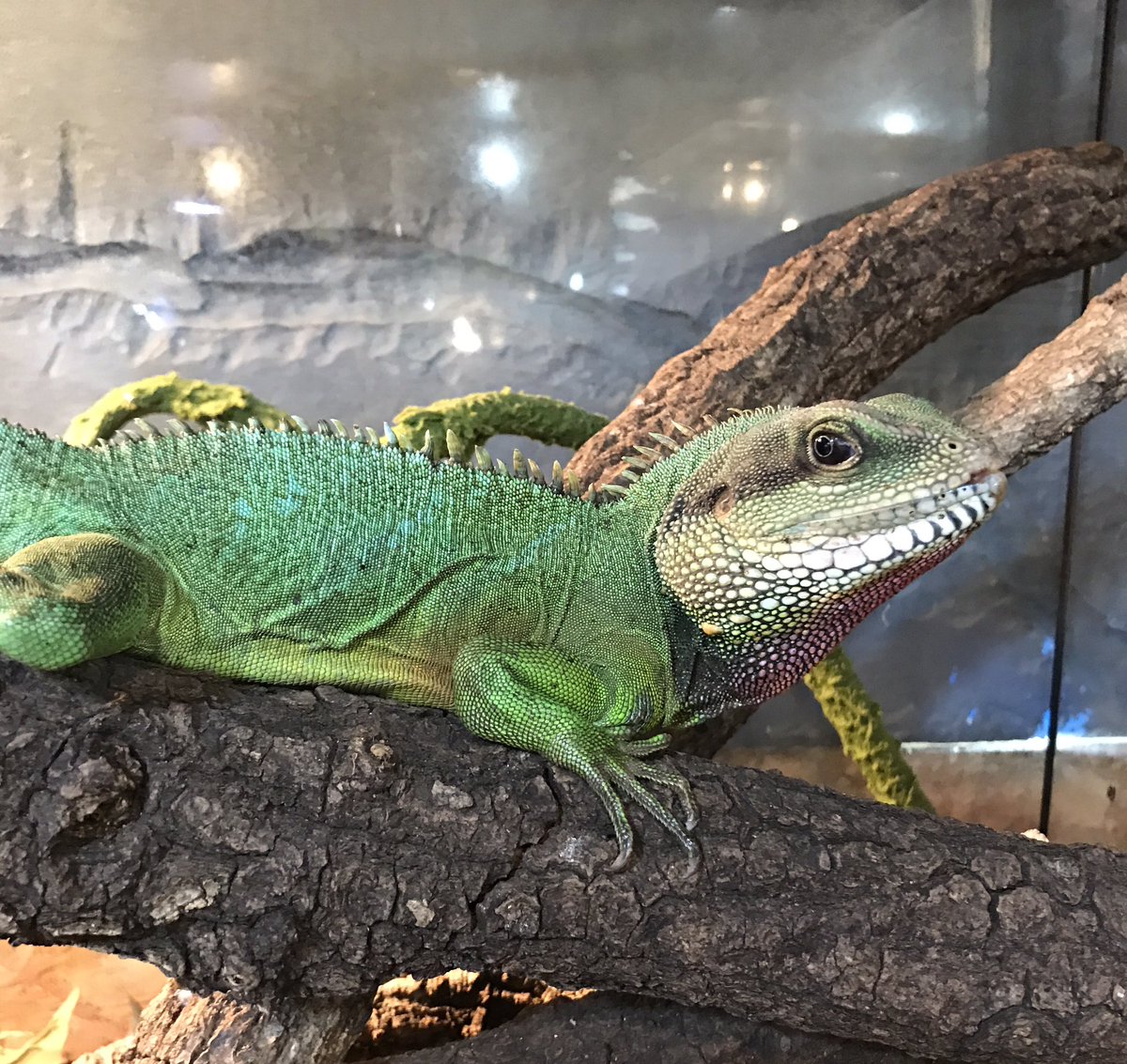 Petshop Sirius インドシナウォータードラゴン アダルトサイズ