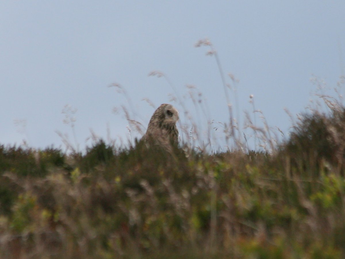 hilltopfurn's tweet photo. Short Eared Owl in the Lake District yesterday. What a gorgeous bird! https://t.co/XzFgih2Gk9