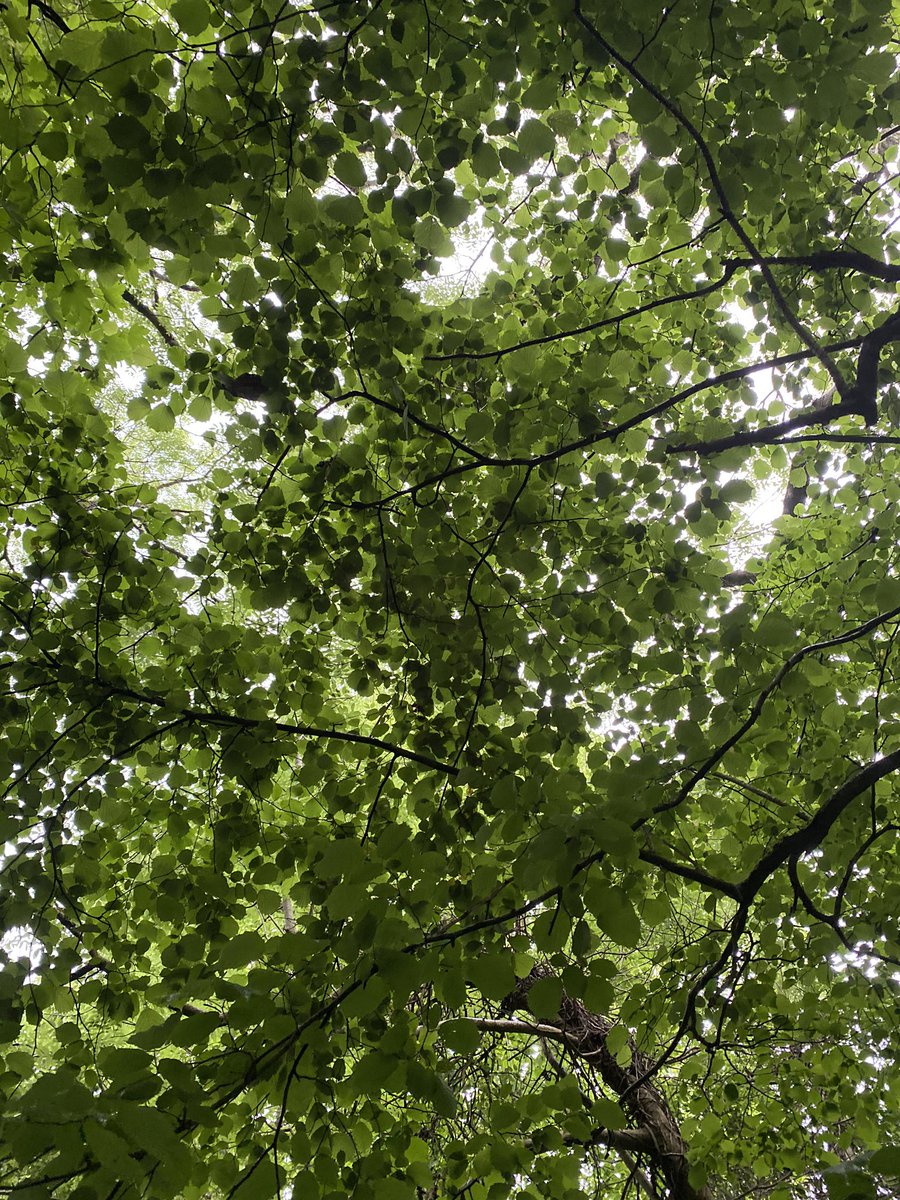 <a href="/purpleswanphoto/">Purple Swan Photography</a> <a href="/LadySadie66/">Sadie Skipworth</a> @CecilysBeauty <a href="/sukipantal/">Suki's Curries and Spices</a> <a href="/capriccioqu4/">Capriccio Quartet</a> <a href="/W_for_H/">WelfareForHealthcare</a> <a href="/ArtworkCreative/">Creative Artwork</a> <a href="/EbsSanderson/">Sanderson-EBS</a> <a href="/ParentsVoiceWor/">Parents' Voice</a> @RedEagMA Think the sun is more in our hearts today - just had a refreshing #MalvernHills walk in the pouring rain - sheltered under the canopy of the trees #MalvernHillsHour