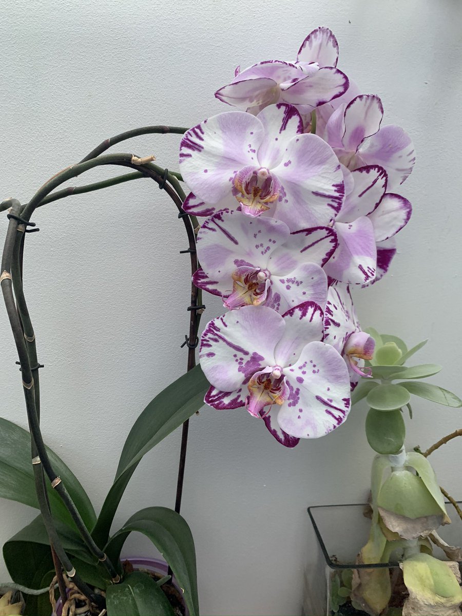 Dr Owen Carter 💙 tweet media