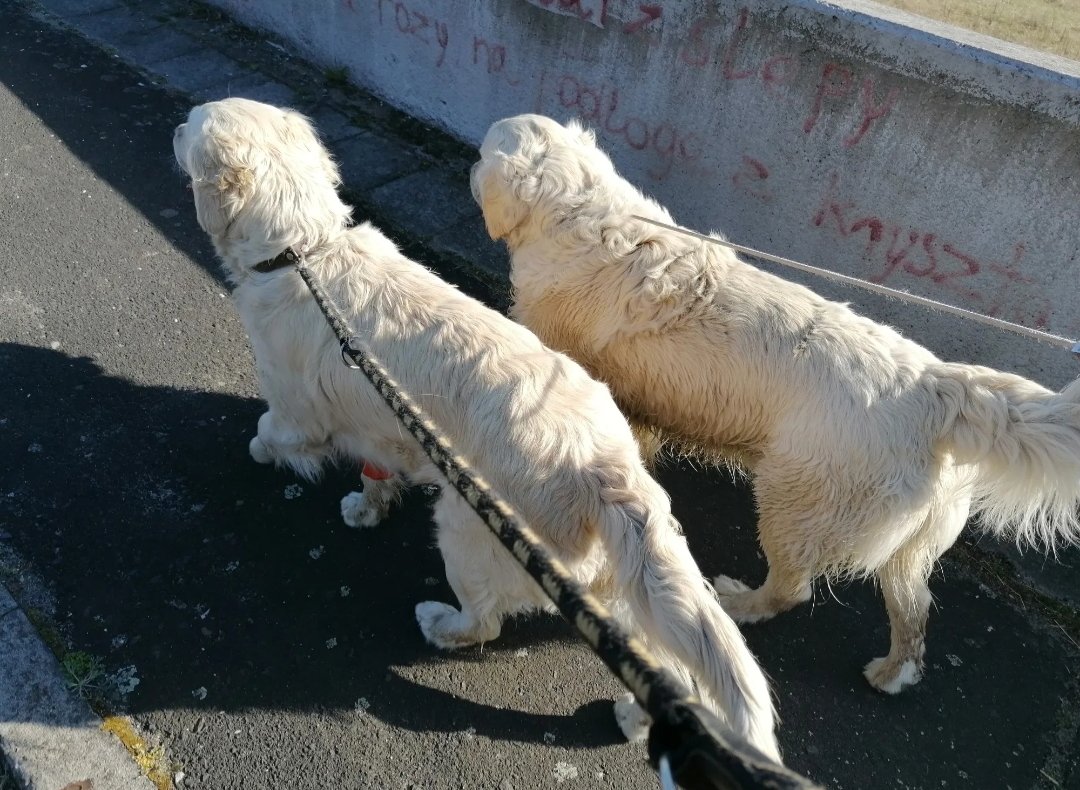 My friend has a golden as well, so we took the girls for a walk 🙂
#GoldenRetriever
#fourgirls #onewalk