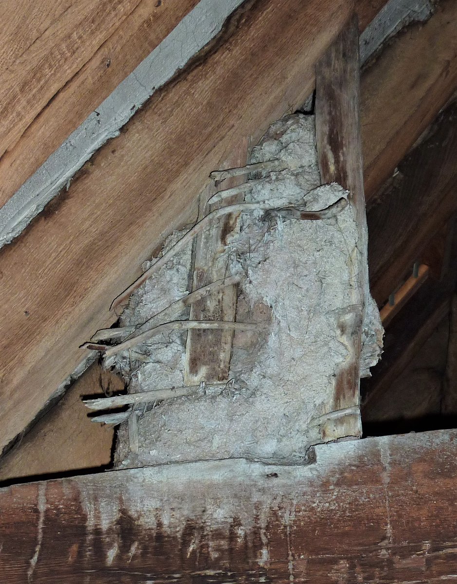 Carlisle Guildhall, originally Redness Hall, is an L-shaped timber-framed building of 1396-1400. Each wing was designed for a different purpose: one purely a commercial development, the other had greater pretensions with a crown-post roof (rare for Cumbria). #VirtualVernacular