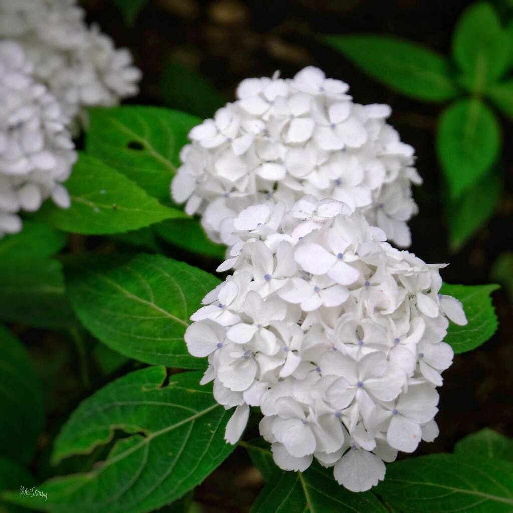 Yuki Snowy 真っ白な紫陽花 ジューンブライドのブーケのよう Hydrangea Flowers Japan June 紫陽花 あじさい アジサイ 花 白
