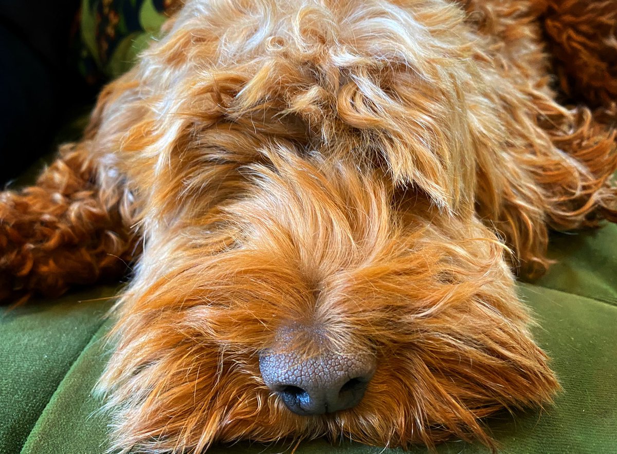 mrdanwalker's tweet image. I don’t know about you but I’m tired of the shouting, the pontificating, the shaming, the threats, the whataboutery and the violence. 

Do to others as you would have them do to you.

Have a good Sunday. Here’s a picture of our dog - who needs a haircut.