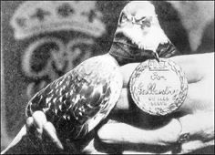 Después de Dresde, en las exposiciones internacionales de Frankfurt (1910) y París (1911), Julius Neubronner recibió dos medallas de oro por el método y por las fotografías aéreas realizadas con sus palomas mensajeras