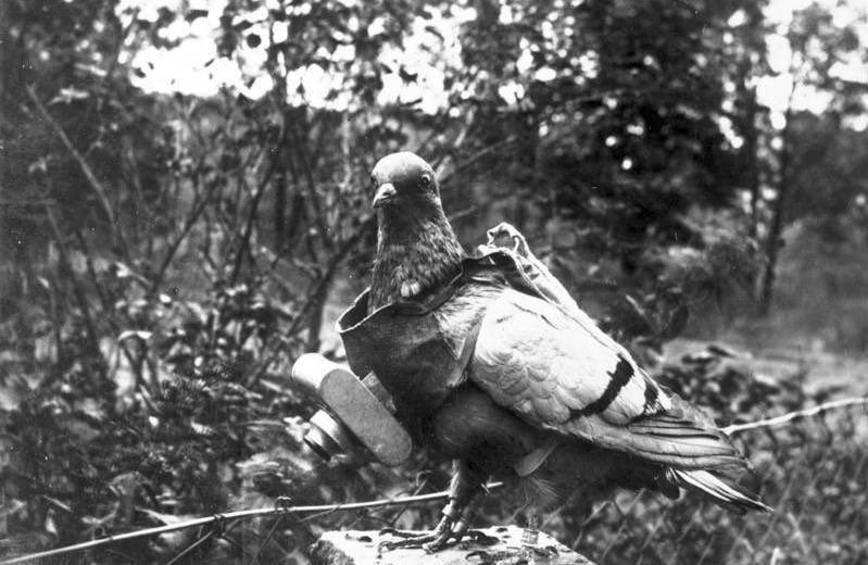Hoy sabemos que durante la II Guerra Mundial se usaron las palomas fotógrafas, que eran transportadas por perros amaestrados en el interior de cestas hasta cruzar las líneas enemigas y una vez allí, eran liberadas para volver al palomar móvil, fotografiándolo todo por el camino