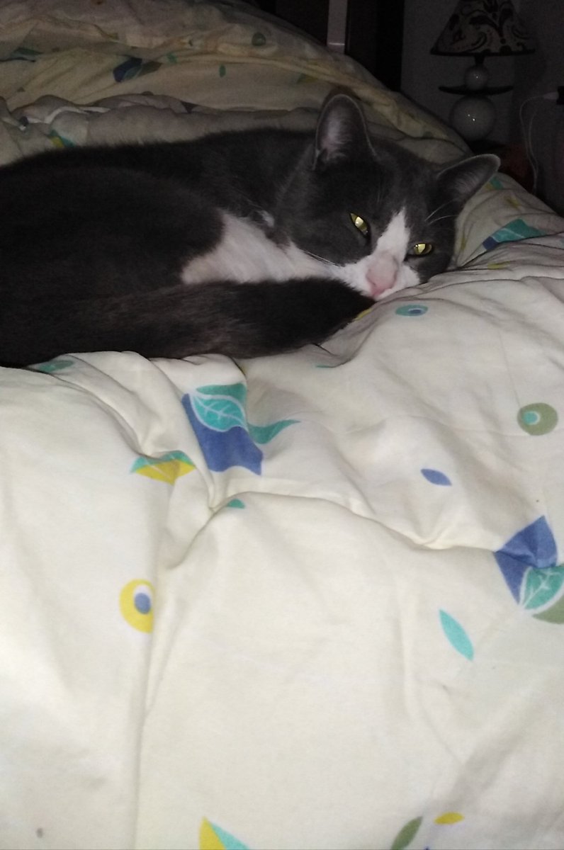 AfefSouayah's tweet photo. 9attousi 🌹💙🐈🐱 titi ❤️💜💚🌻
#titi #9attous #minouch #cats #catslife #CatsOfTheQuarantine #CatsOnTwitter #catstagram #CatsMovie #catslivesmatter #catsluver #CatsInCostumes #chat #yeuxvert #greeneyes #lovecats #قطه #قطط #mignon #vert #blancs #britchcats #England #englandcats https://t.co/8zAY8voUeO