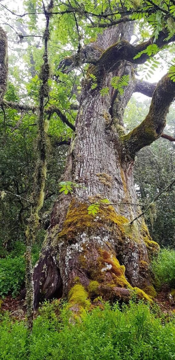 hotelpiornedo's tweet photo. Cada día lucen más
⠀
b o n i t o s 🌿
⠀
~ buen domingo ❤
⠀
•abrimos en julio•
~info y reservas: info@hotelpiornedo.com
#roble #roblones #ruta #bosque #trekking #paseo #senderismo #piornedo #patrimonio #ancares #naturaleza #lovenature #love #respirar #oxigenarse https://t.co/6tmyXLBxLV
