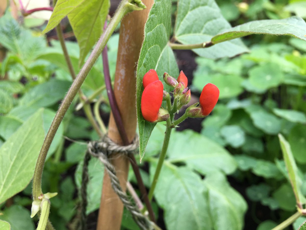 EmskiW's tweet photo. Just checked in with the @bentsgreensch #garden and it’s coming on a treat.
#runnerbeans
#potatoes
#shallots
#plums
Needs some #weeding and #earthingup over the next week ... #outdoorlearning #healthyschool #growyourown @RHSSchools https://t.co/tXAtACuki6