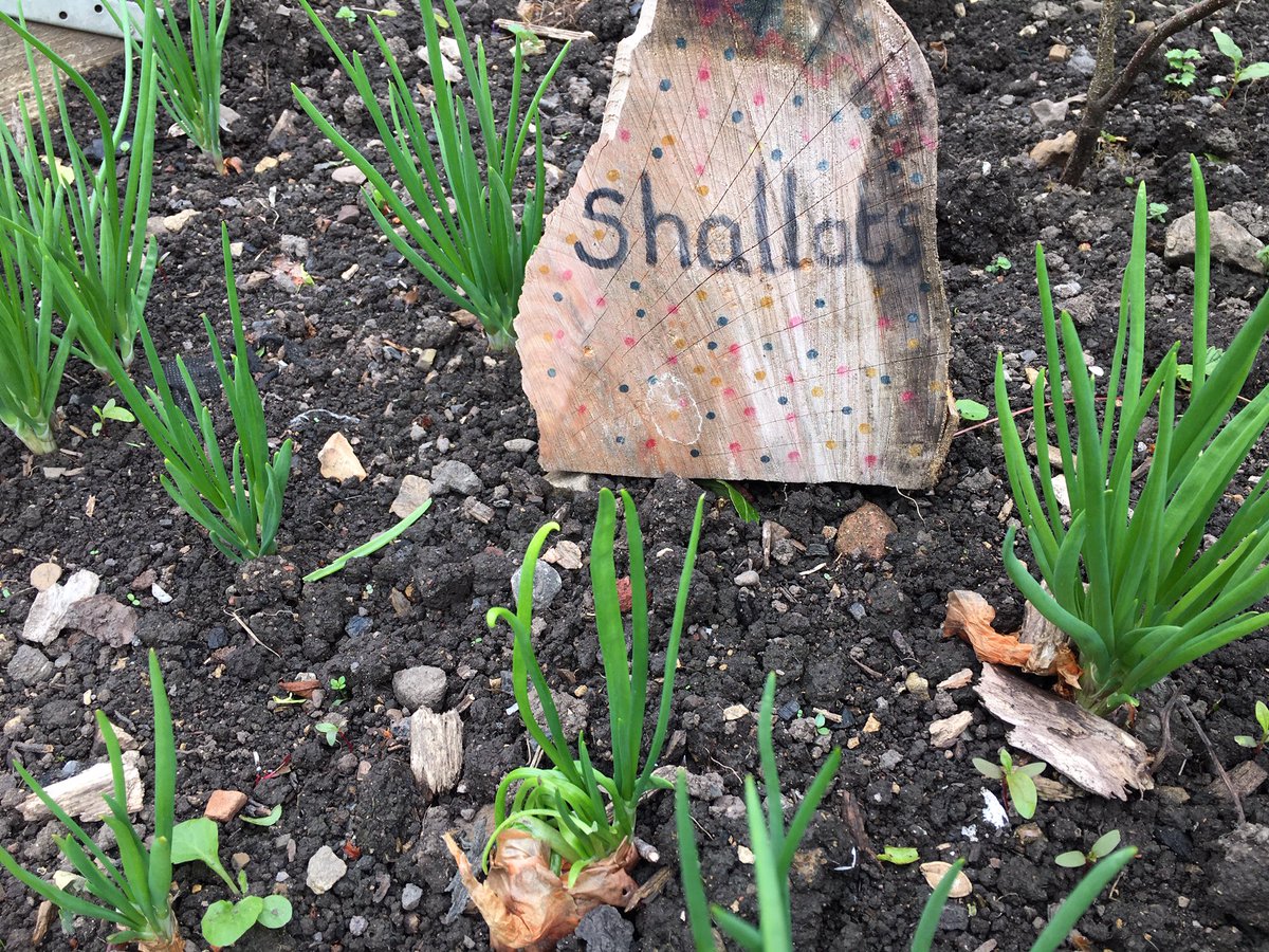 EmskiW's tweet photo. Just checked in with the @bentsgreensch #garden and it’s coming on a treat.
#runnerbeans
#potatoes
#shallots
#plums
Needs some #weeding and #earthingup over the next week ... #outdoorlearning #healthyschool #growyourown @RHSSchools https://t.co/tXAtACuki6