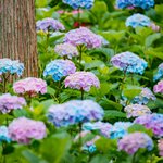 宝石のよう・・・。しっとりとした紫陽花の魅力。