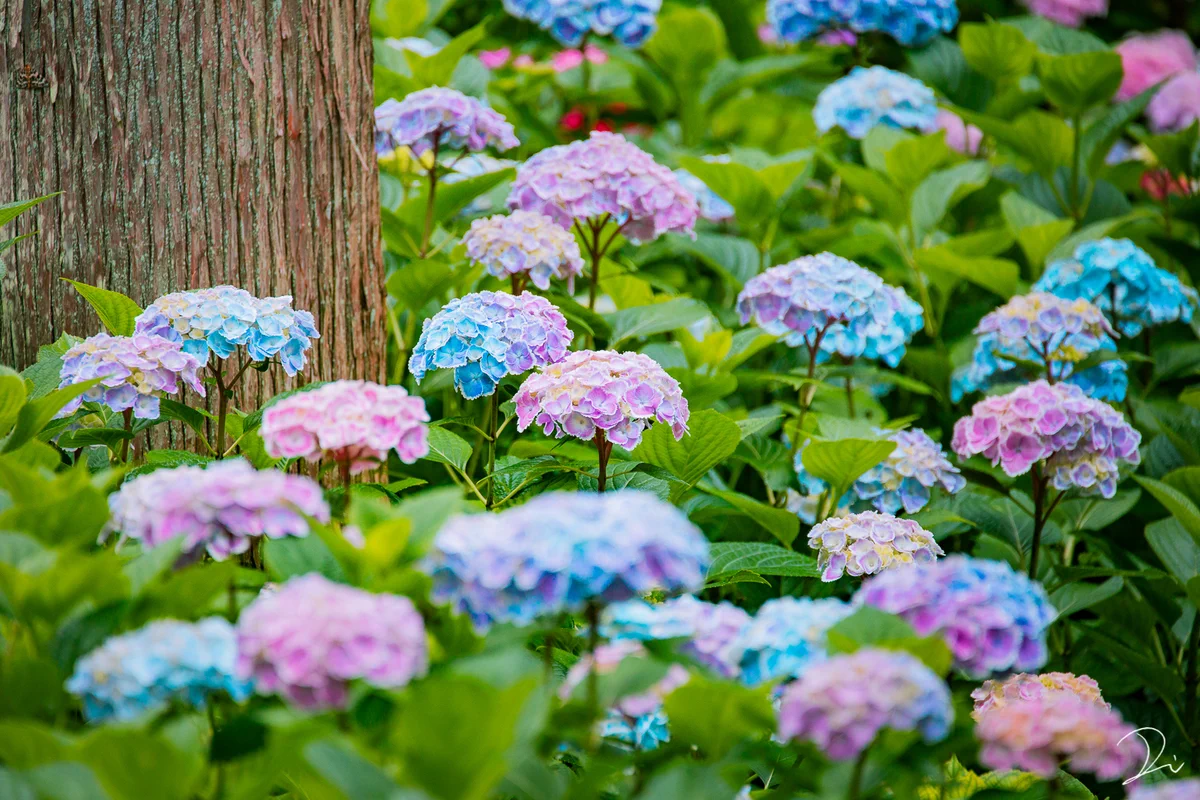宝石のよう・・・。しっとりとした紫陽花の魅力。