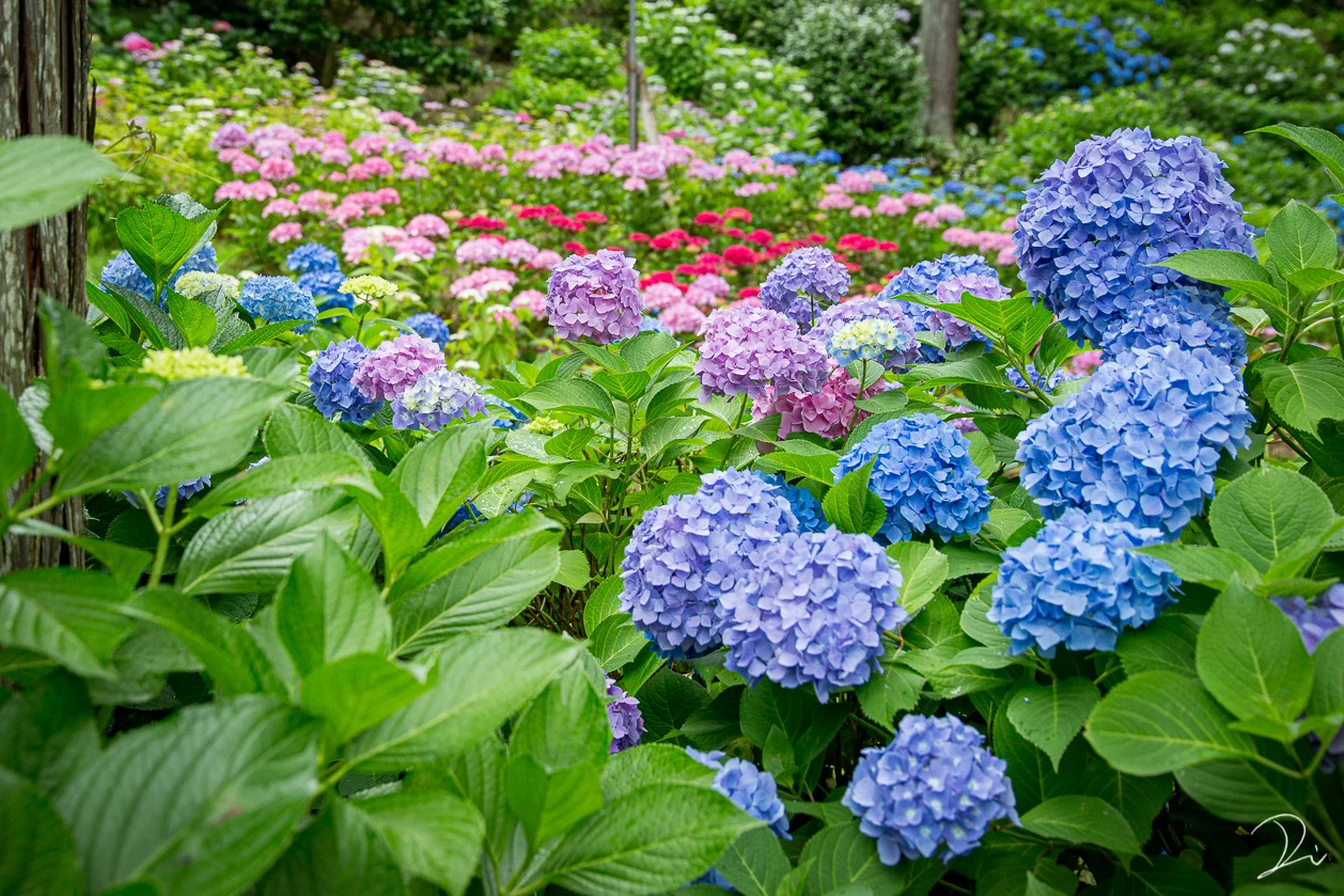宝石のよう・・・。しっとりとした紫陽花の魅力。